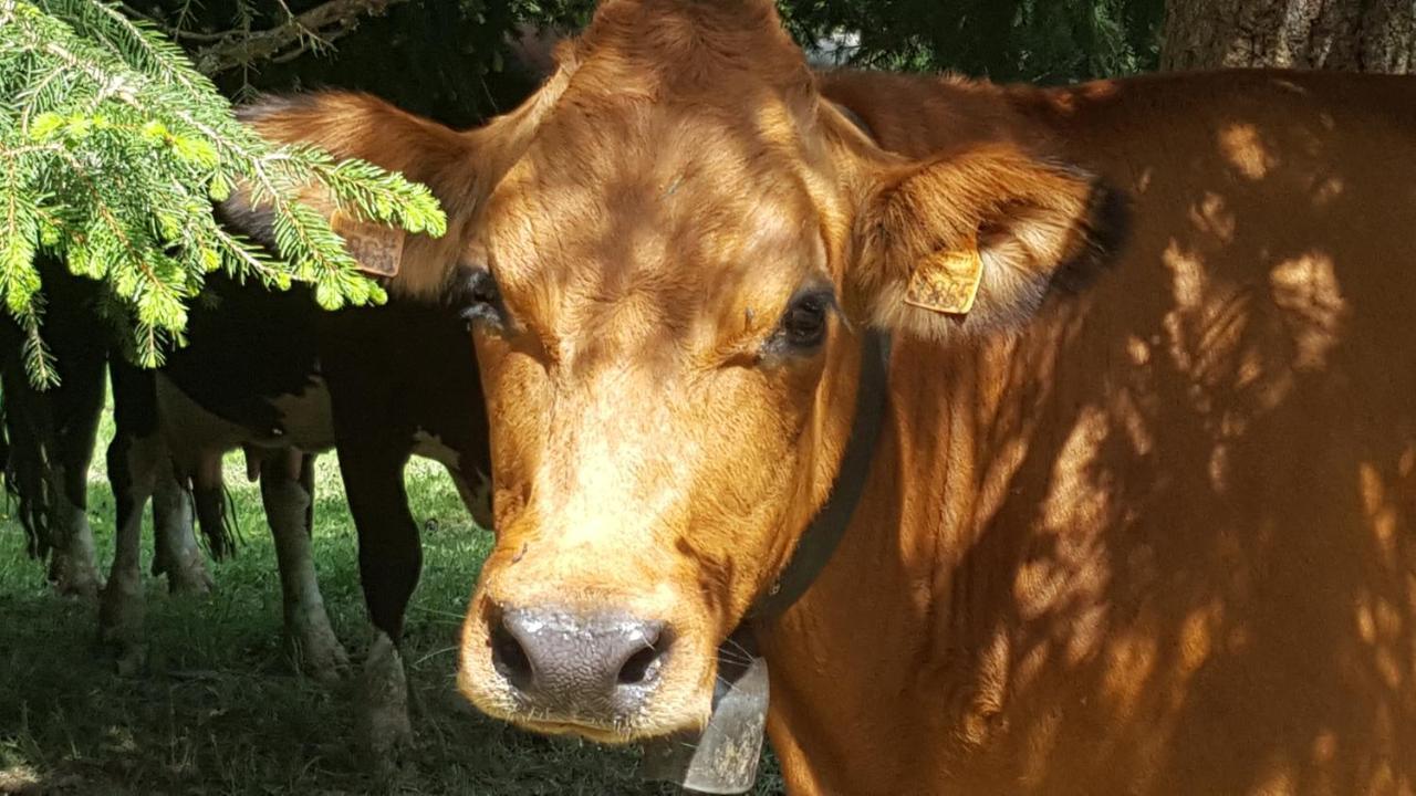 Nid Douillet A La Louvee Διαμέρισμα Combloux Εξωτερικό φωτογραφία